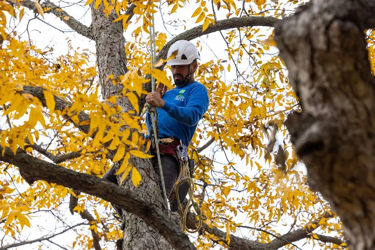 Skilled Tree Pruning crew working in Willisburg